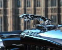 jaguar-3604243_1280