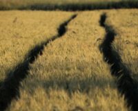 wheat-6358659_1280